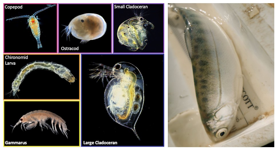 Hidden links between aquatic and terrestrial ecosystems: part 2 ...