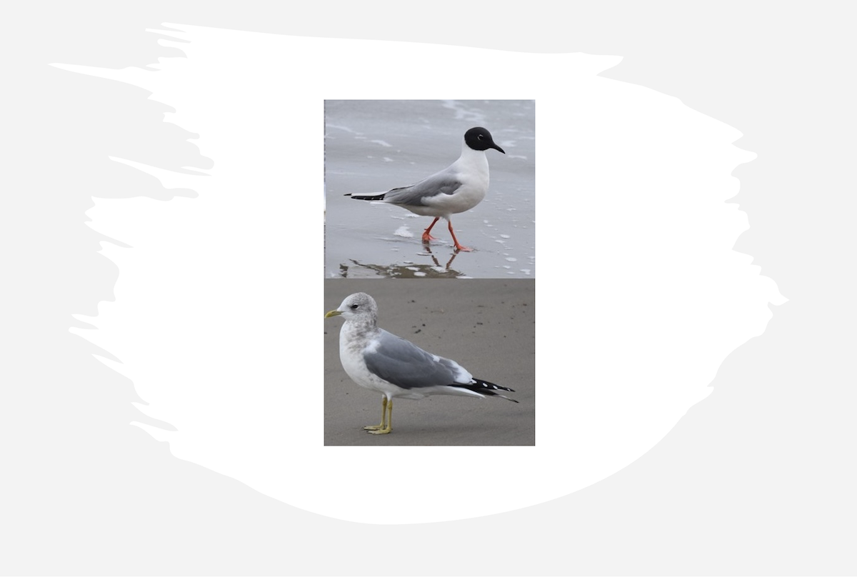 Day 3 – An Ode to Gulls