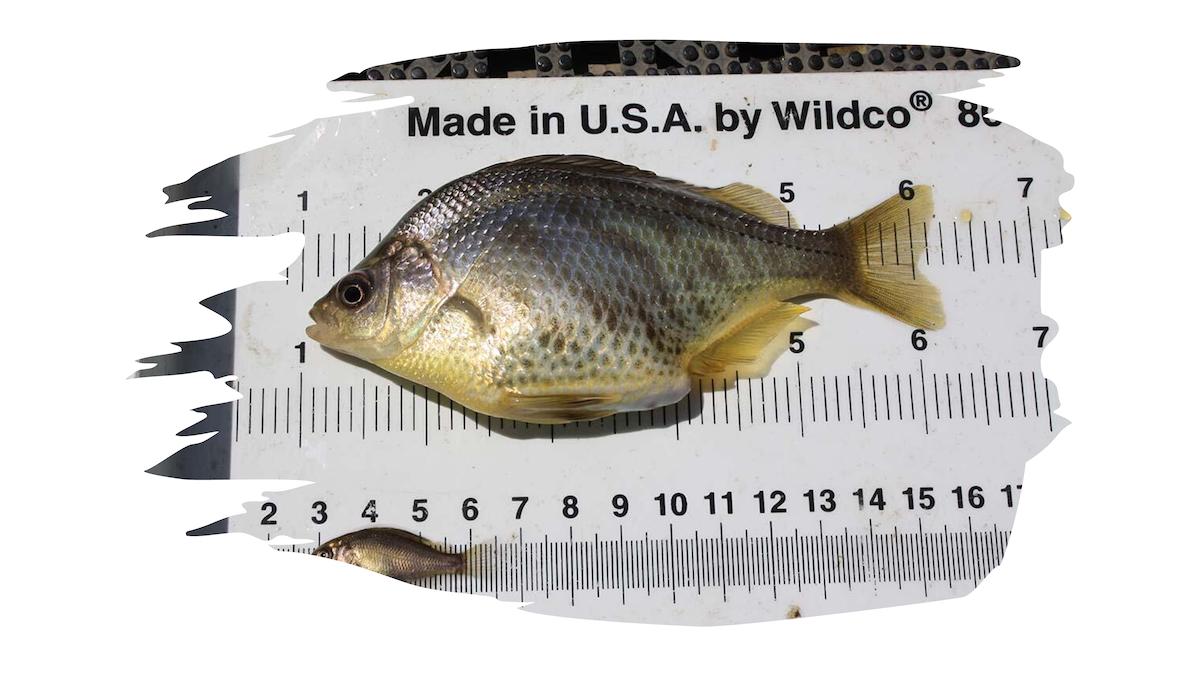 Resilient California Fishes: Tule Perch