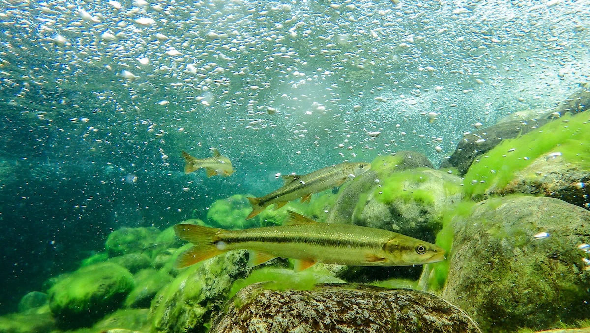 Resilient California Fishes: Sacramento Pikeminnow