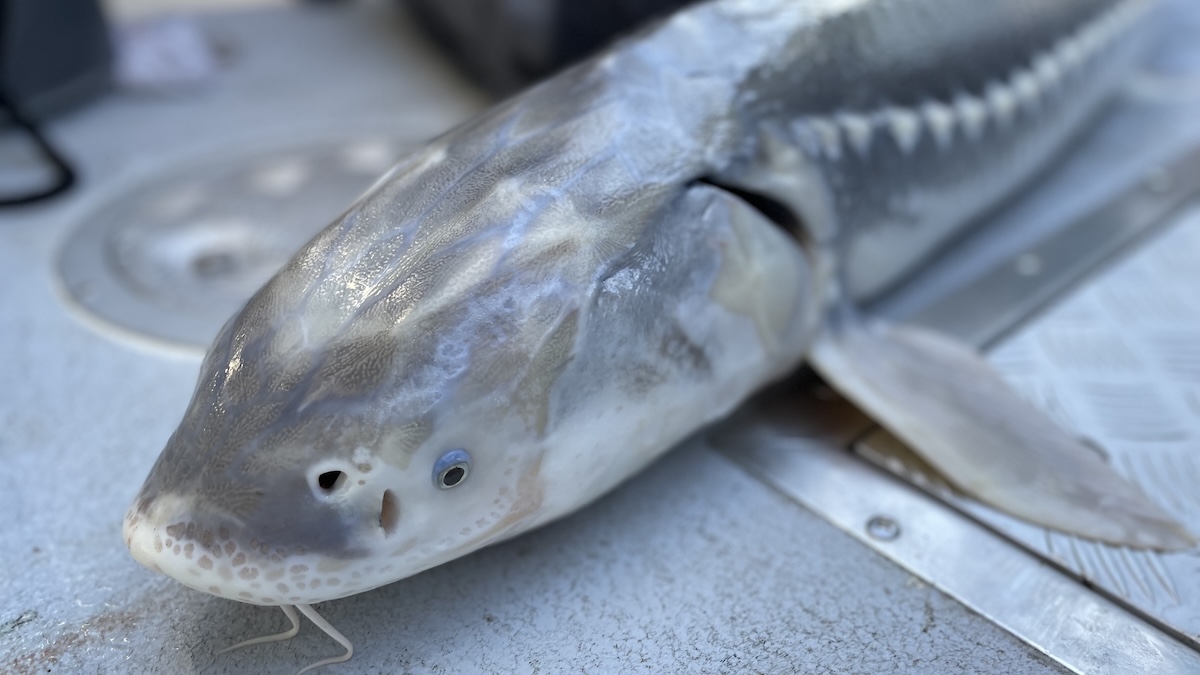 Where the sturgeon go: how age-related differences in habitat use shape exposure of white sturgeon to population risks