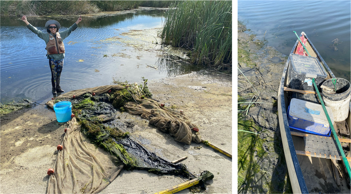 Tidal Restoration Round-Up: Insights from Two Studies in Suisun Marsh and the Delta
