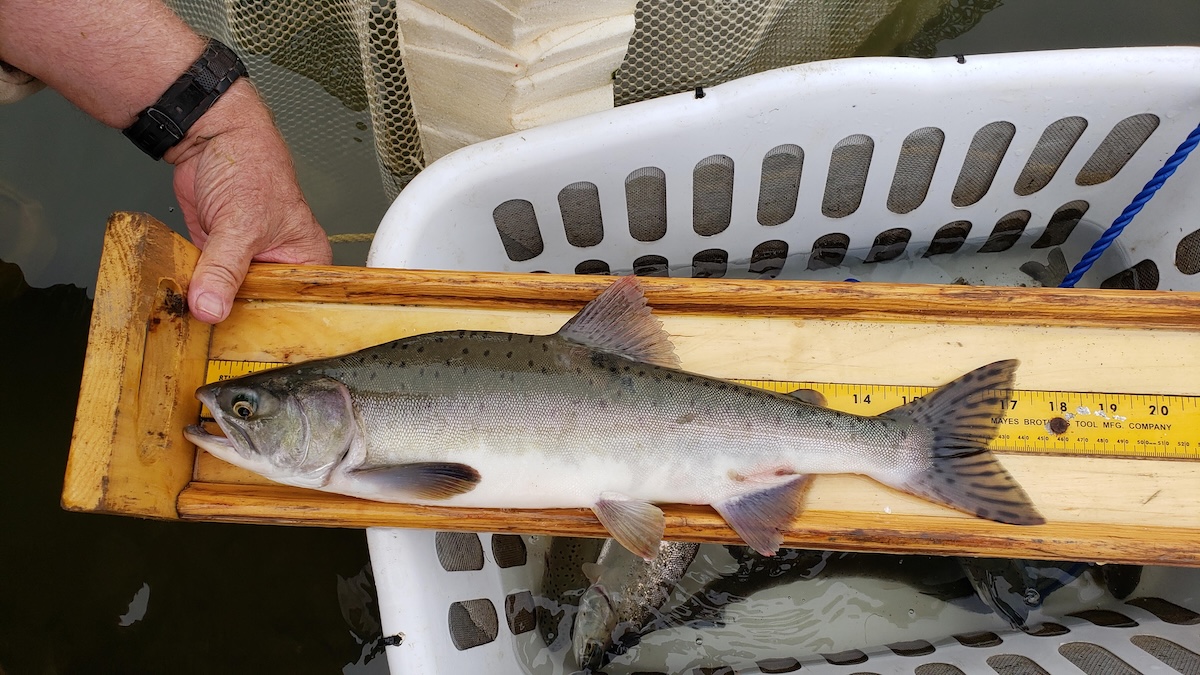 California’s “Lost Salmon” May Be Returning