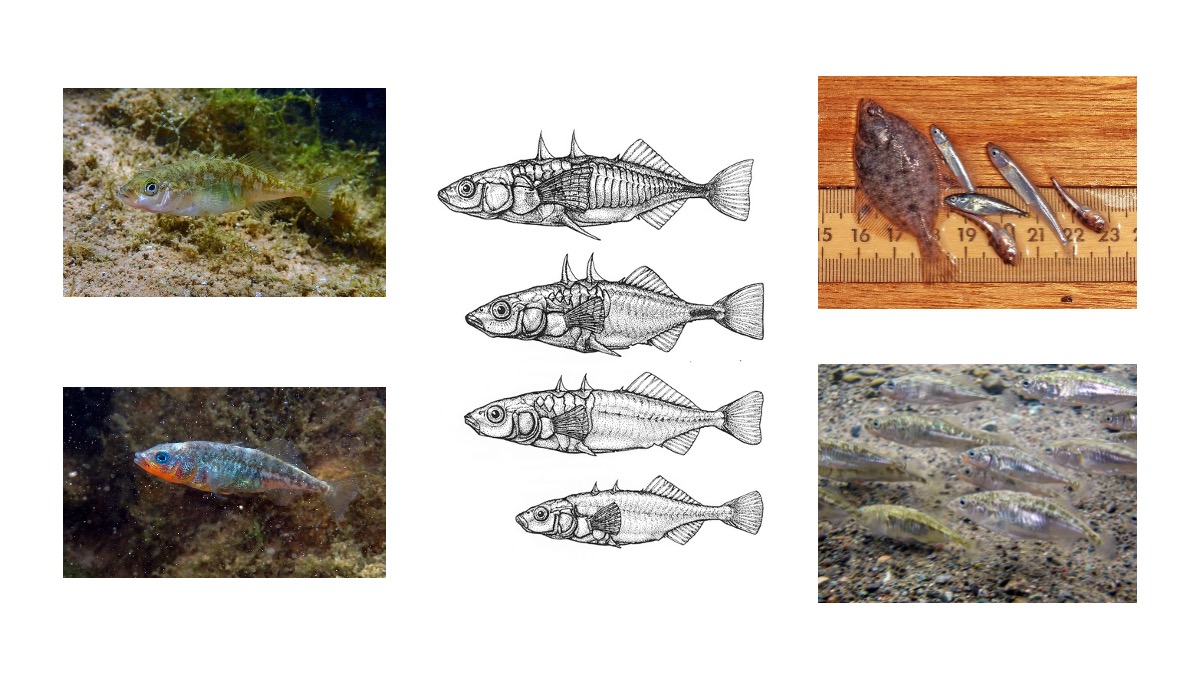 Resilient California Fishes: The Legendary Threespine Stickleback